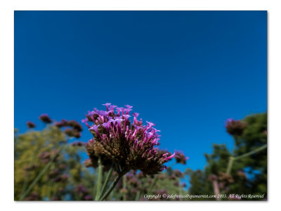 2014 - Brazilizn Verbena, Rosetta McClain Garden - Toronto, Ontario - Canada