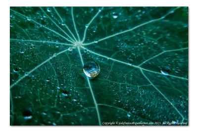 2014 - Morning Dew Drops - Toronto Edwards Garden, Ontario - Canada