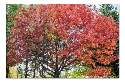 2014 - Autumn Colours, Oak Tree - Toronto, Ontario - Canada