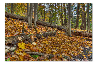 2014 - Autumn Colours, Wilket Creek Park - Toronto, Ontario - Canada