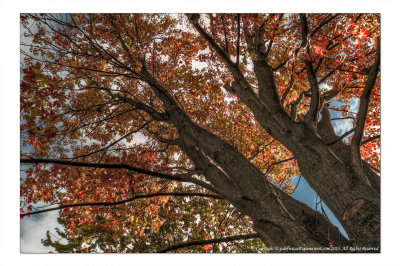 2014 - Autumn Colours, Sunnybrook Park - Toronto, Ontario - Canada