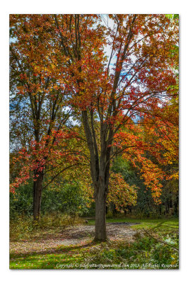 2014 - Autumn Colours, Sunnybrook Park - Toronto, Ontario - Canada