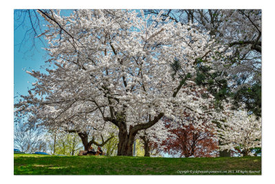 2011 - High Park, Cherry Blossom - Toronto, Ontario - Canada