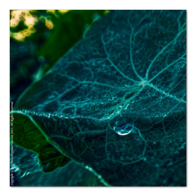 2014 - Morning Dew Droplets