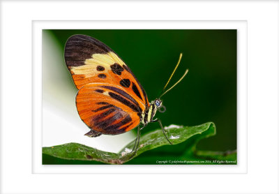 2009 - Butterfly Conservatory - Niagara Falls, Ontario - Canada