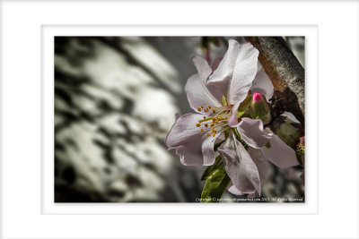 2015 - Almond Blossoms - Faro, Algarve - Portugal