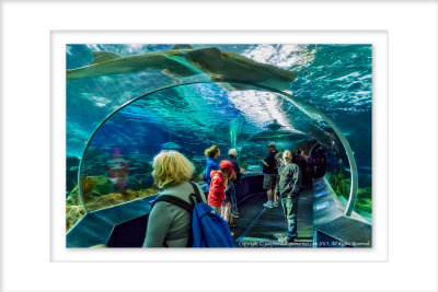 2015 - Ripley's Aquarium of Canada - Toronto, Ontario - Canada