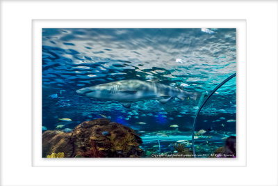 2015 - Shark, Ripley's Aquarium of Canada - Toronto, Ontario - Canada
