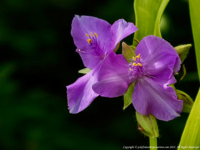 2015 - Edwards Garden - Toronto, Ontario - Canada