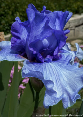 2015 - Iris, Rosetta McClain Garden - Toronto, Ontario - Canada 