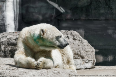 2015 - Polar Bear - Toronto Zoo, Ontario - Canada