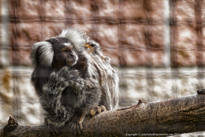 2015 - Toronto Zoo, Ontario - Canada