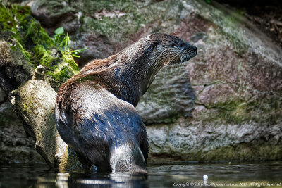 2015 - Otter - Toronto Zoo, Ontario - Canada