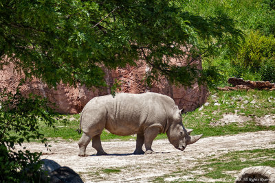 2015 - Toronto Zoo, Ontario - Canada