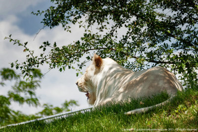 2015 - White Lion - Toronto Zoo, Ontario - Canada