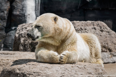 2015 - Toronto Zoo, Ontario - Canada