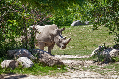 2015 - Toronto Zoo, Ontario - Canada