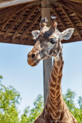 2015 - Toronto Zoo, Ontario - Canada