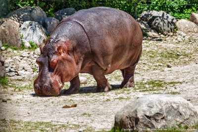 2015 - Toronto Zoo, Ontario - Canada