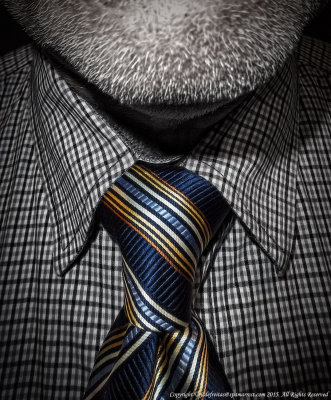 2015 - Half Windsor Knot