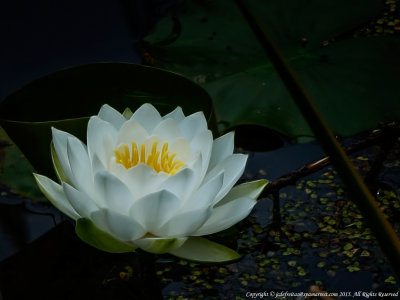 2015 - Water Lily - Toronto, Ontario - Canada