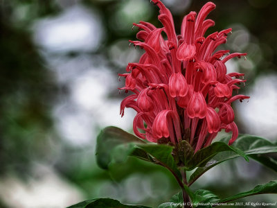 2015 - Allan Gardens - Toronto, Ontario - Canada