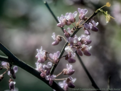 2016 - Crabapple Blossoms - Toronto, Ontario - Canada