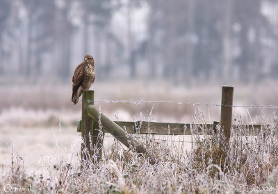 Common Buzzard - Ormvrk