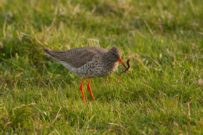 Common Redshank - Rdbena