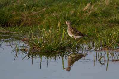 Wood Sandpiper - Grnbena