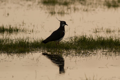 Northern Lapwing - Tofsvipa