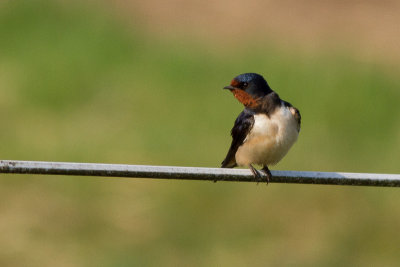 Barn Swallow - Ladusvala