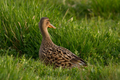 Northern Shoveler - Skedand