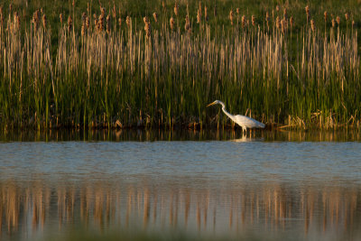 Great Egret - gretthger
