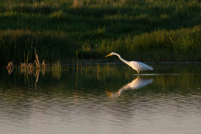 Great Egret - gretthger