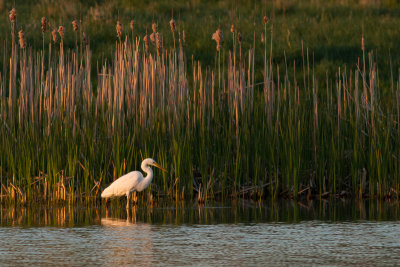 Great Egret - gretthger