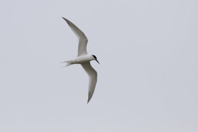 Sandwich Tern - Kentsk trna