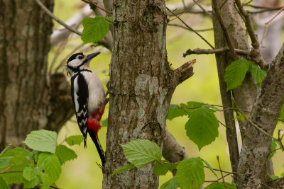 Great Spotted Woodpecker - Strre hackspett