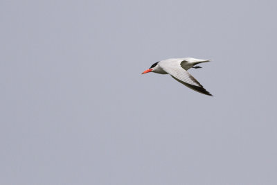 Caspian Tern - Skrntrna