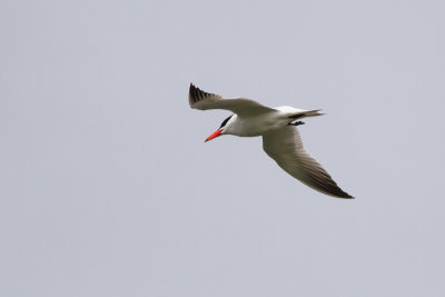 Caspian Tern - Skrntrna