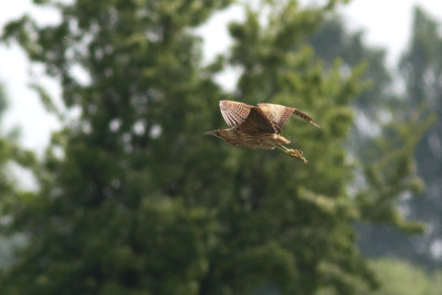 Great Bittern - Rrdrom
