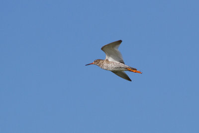 Common Redshank - Rdbena