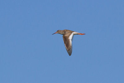 Common Redshank - Rdbena