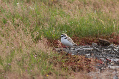 Kentish Plover - Svartbent strandpipare