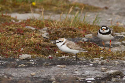 Kentish Plover - Svartbent strandpipare