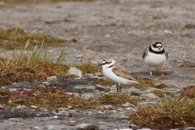 Kentish Plover - Svartbent strandpipare