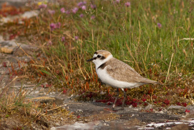 Kentish Plover - Svartbent strandpipare