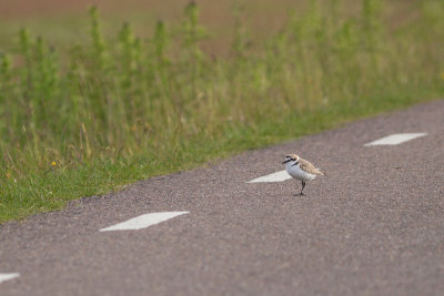 Kentish Plover - Svartbent strandpipare