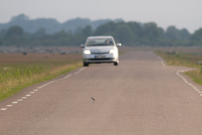 Kentish Plover - Svartbent strandpipare