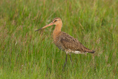 Black-tailed Godwit - Rdspov